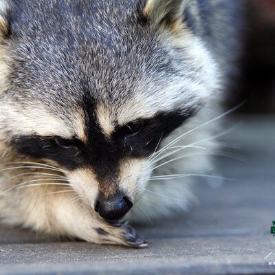 Galerie – Wildpark-Lueneburger-Heide – Foto 19