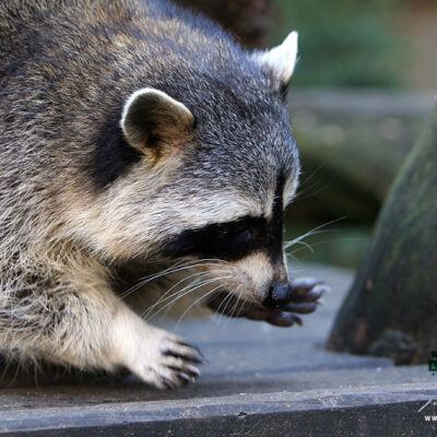 Galerie – Wildpark-Lueneburger-Heide – Foto 20