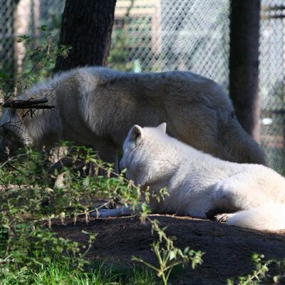 Galerie – Wildpark-Lueneburger-Heide – Foto 21