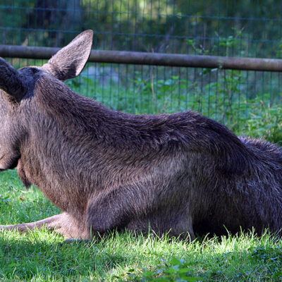 Galerie – Wildpark-Lueneburger-Heide – Foto 22