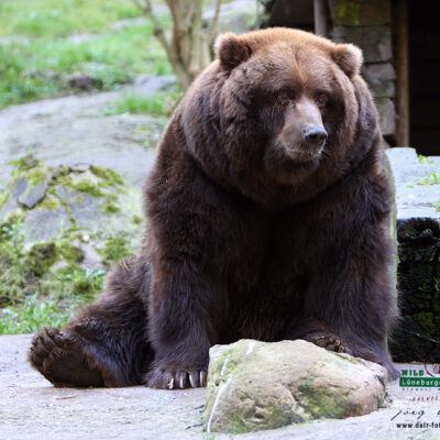 Galerie – Wildpark-Lueneburger-Heide – Foto 24
