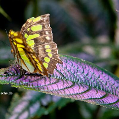 Tropische Schmetterlinge im Rhododendron-Park Bremen (botanika) – 12.11.2011 – Foto 7