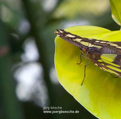 Tropische Schmetterlinge im Rhododendron-Park Bremen (botanika) – 12.11.2011 – Foto 8