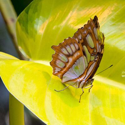 Tropische Schmetterlinge im Rhododendron-Park Bremen (botanika) – 12.11.2011 – Foto 9