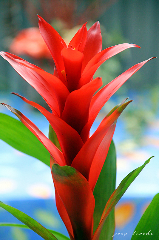 Blume Pflanze