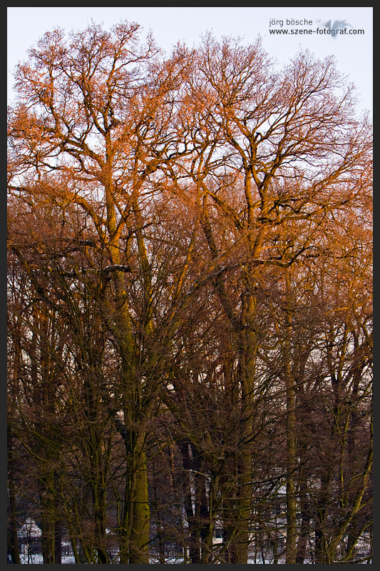 Sonnenaufgang über den Bäumen im Bürgerpark Bremen